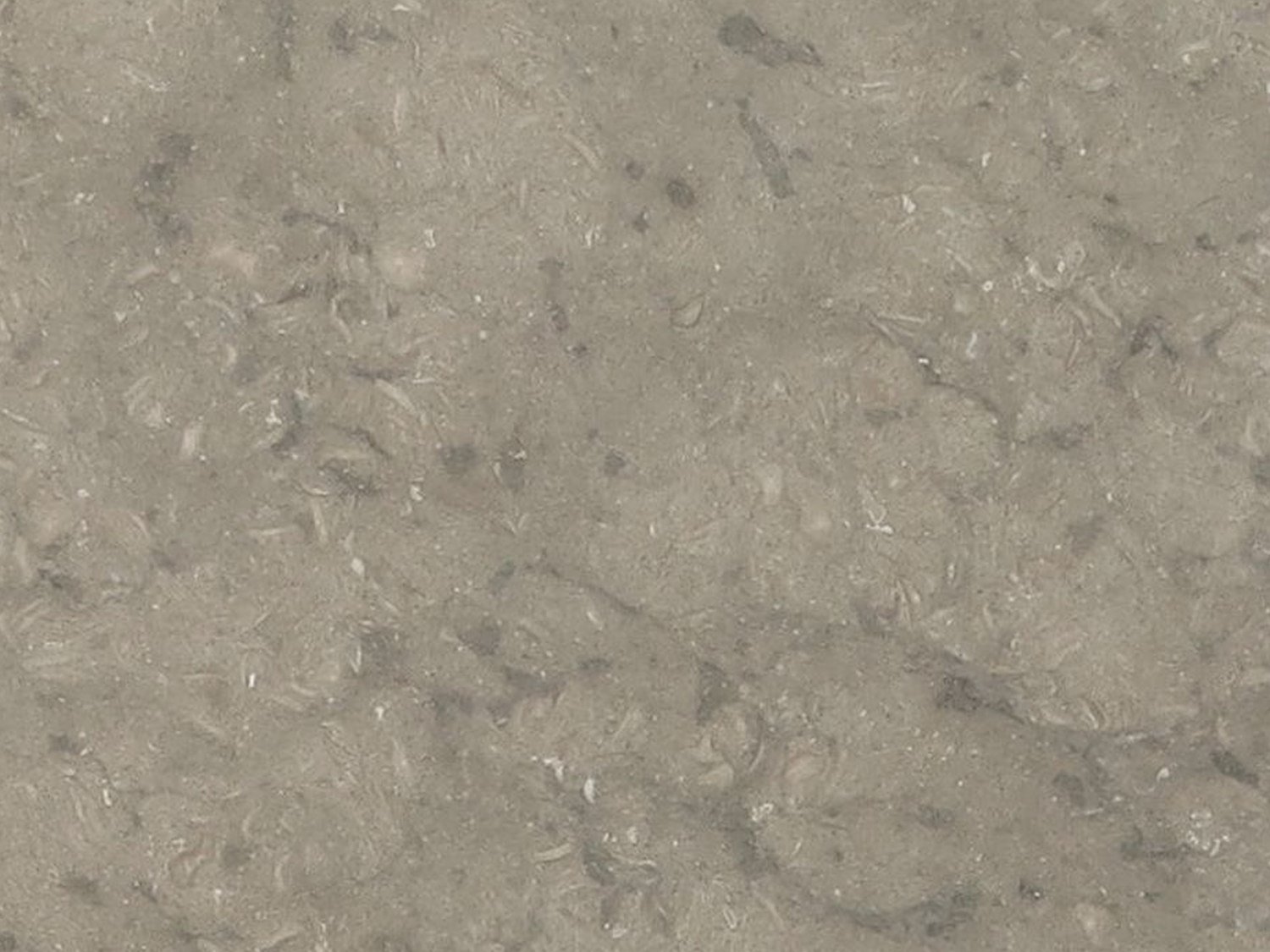 Seagrass limestone