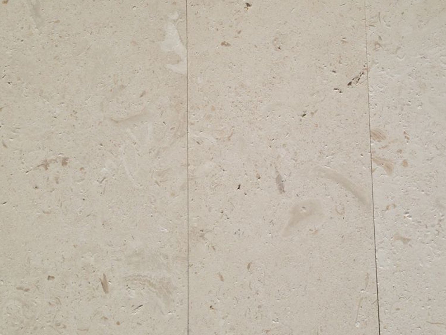 Shellstone limestone