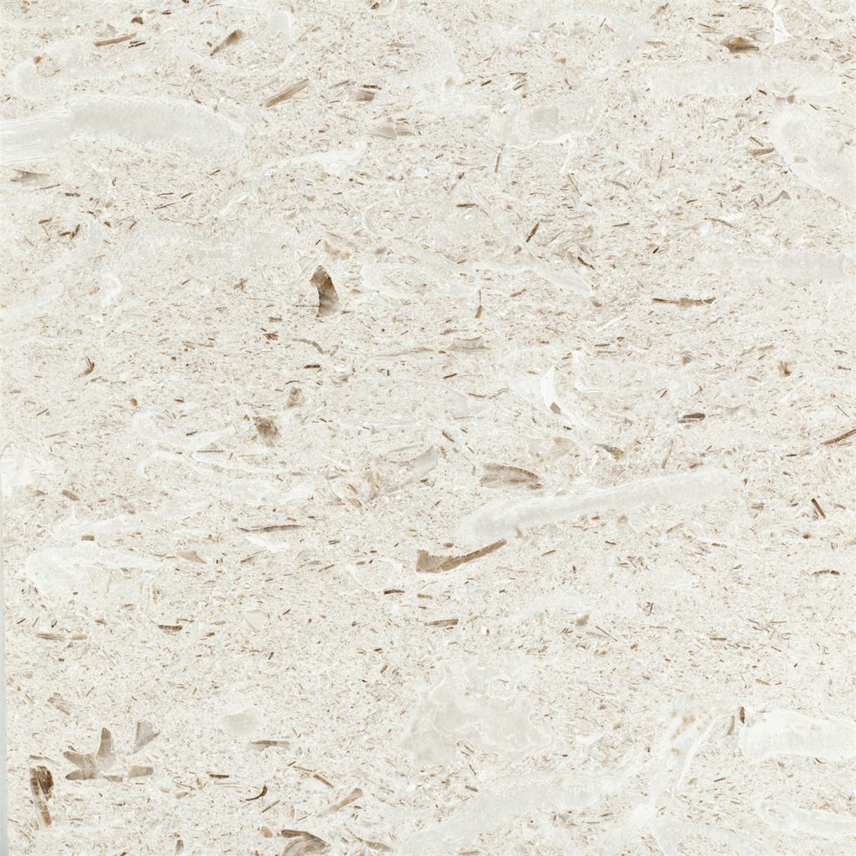 Fossil beige limestone texture